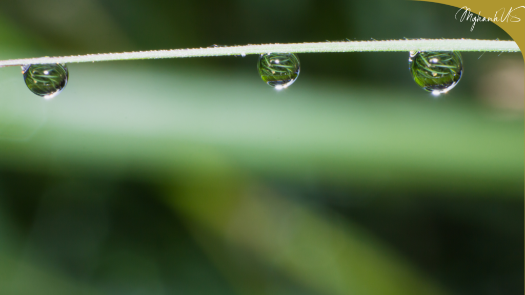 Thiên Nhân Hợp Nhất - Vẻ Đẹp Thuần Khiết