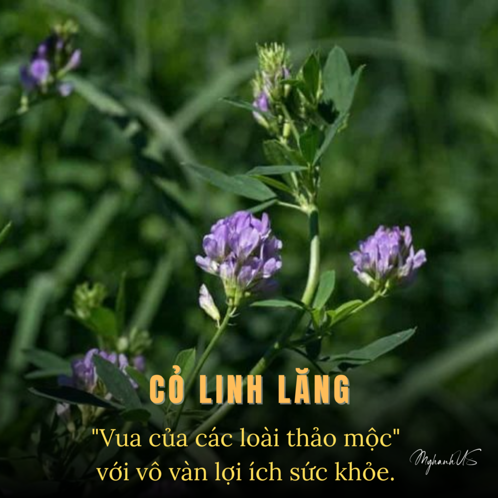 Cỏ Linh Lăng (Alfalfa)