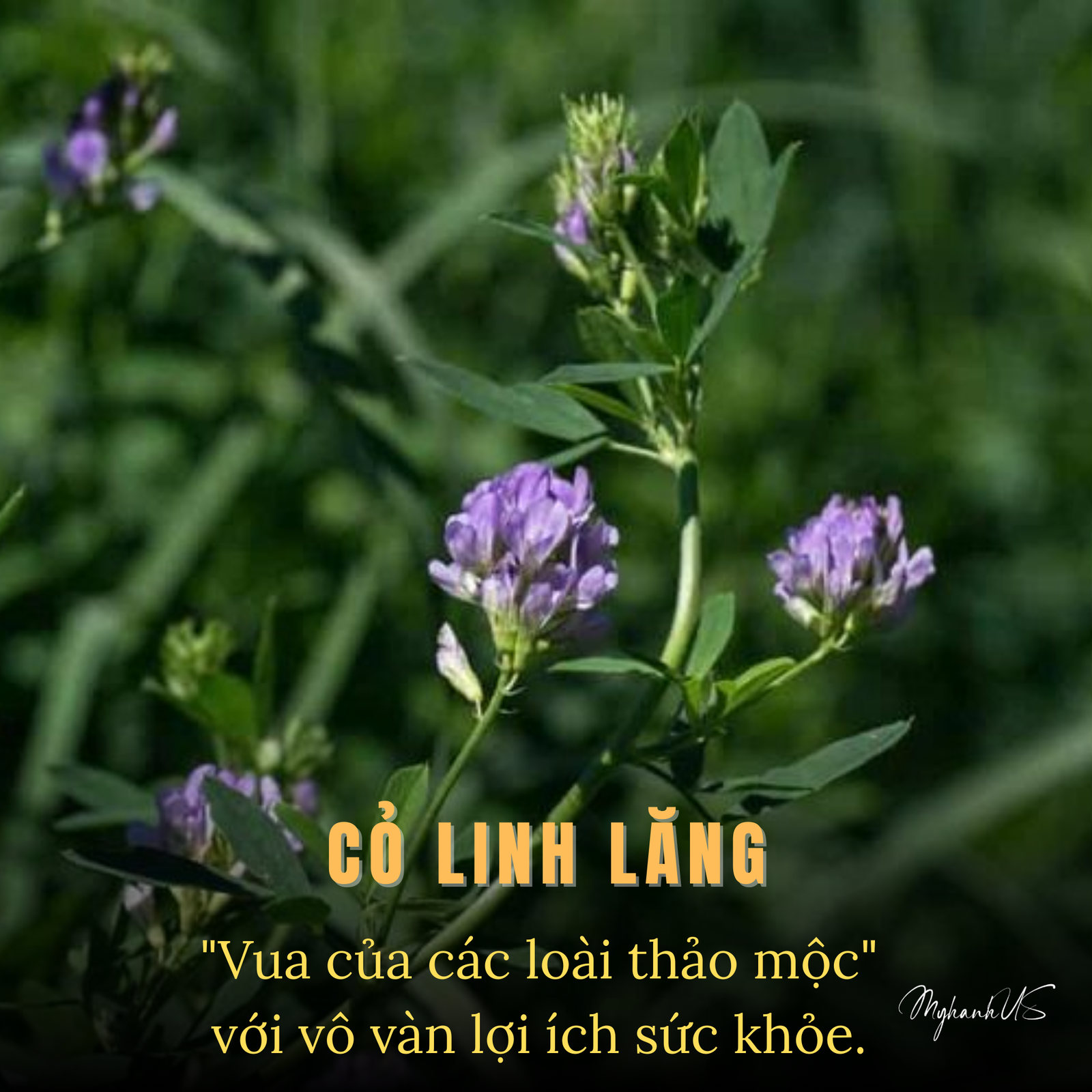 Cỏ Linh Lăng (Alfalfa)