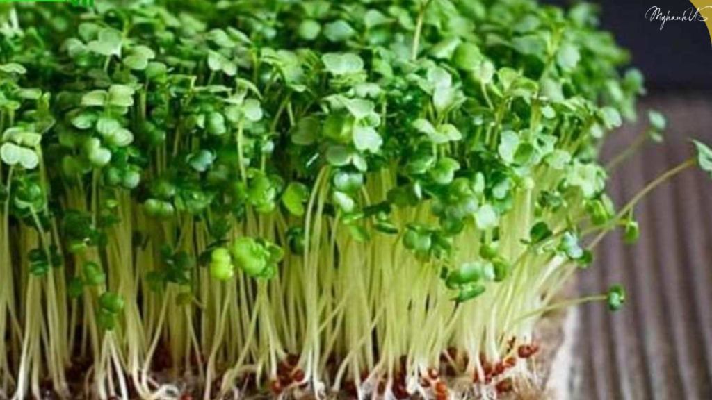 Mầm Bông Cải Xanh_Dưỡng 3T