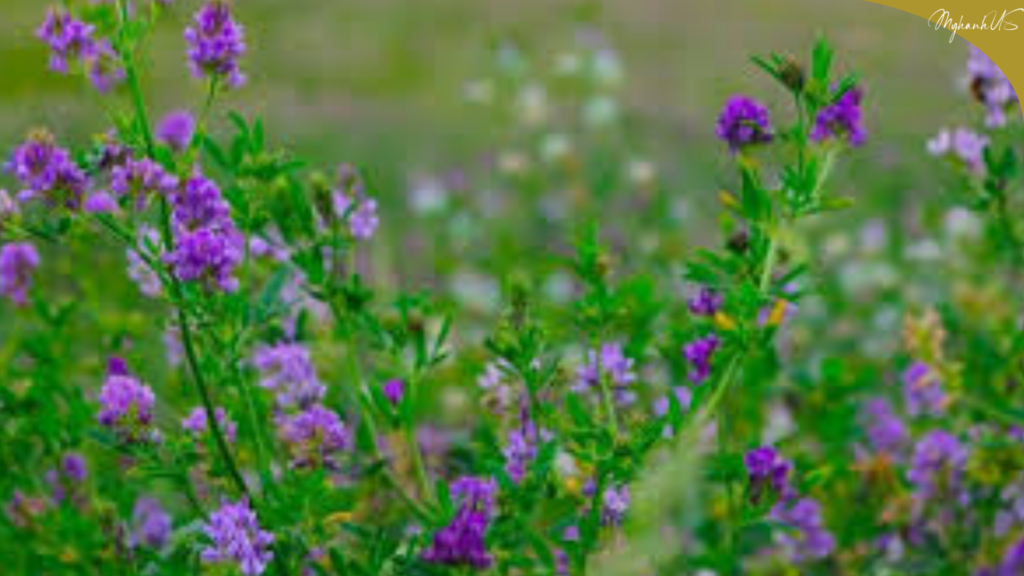 Cỏ Linh Lăng_Dưỡng 3T