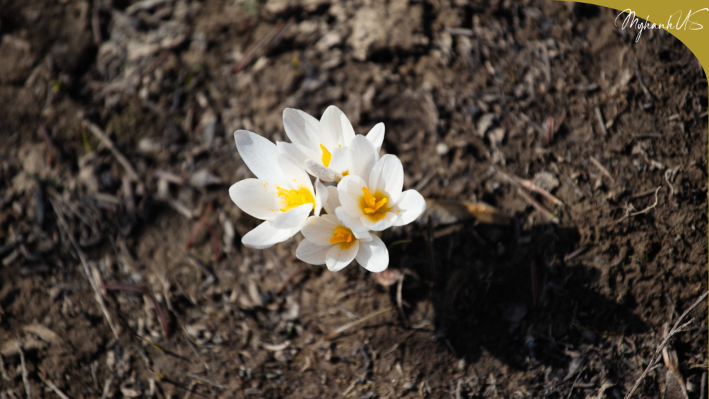 Bạn chọn loài hoa nào đại diện cho mình