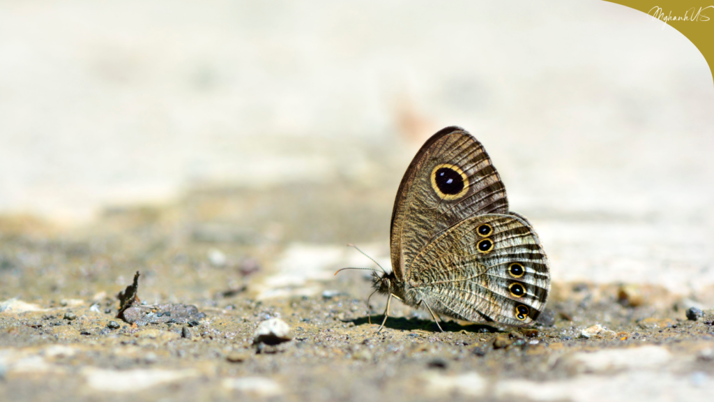 Cơ Hội Tái Sinh Mỗi Ngày Như Kén Bướm