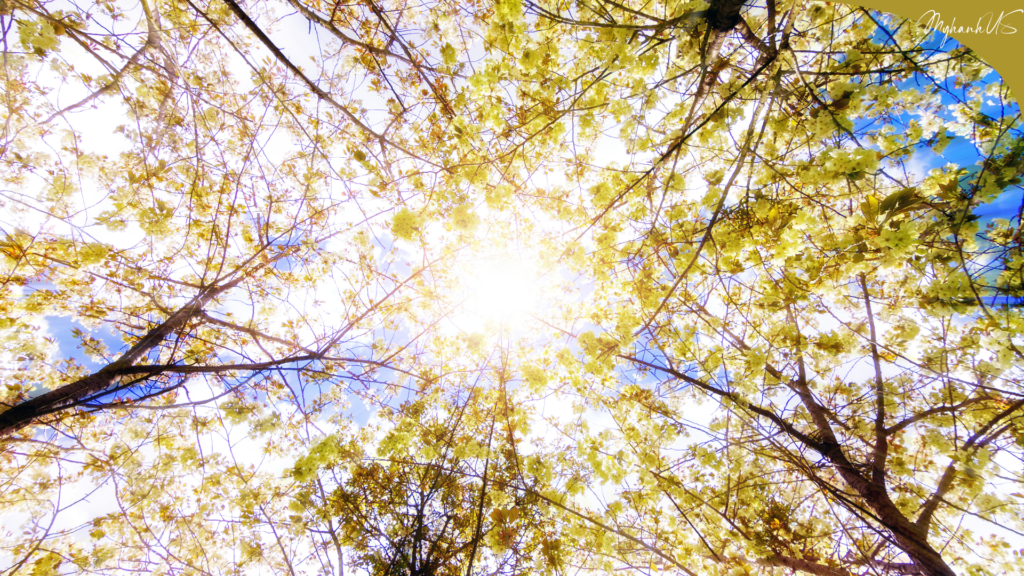 Ánh Sáng Mặt Trời