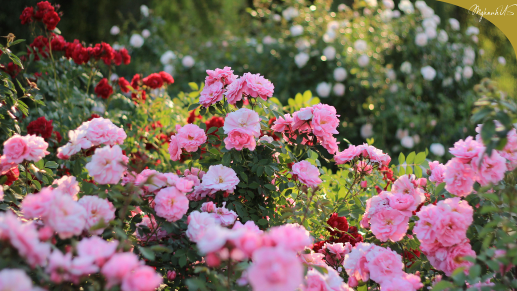 Phụ Nữ Thông Minh Như Hoa Hồng, Rực Rỡ Mà Vẫn Có Gai